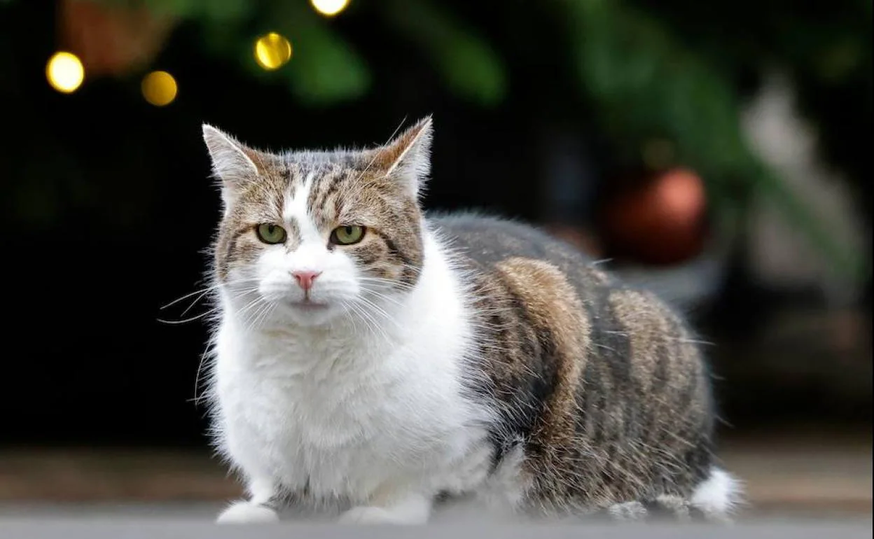 Gato en discount arbol de navidad